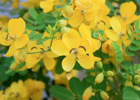 Maybe you would like to learn more about one of these? Winter cassia brings profusion of blooms | Mississippi ...