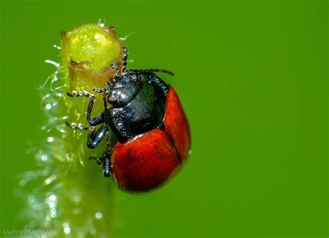 Images Gratuites La Nature La Photographie Fleur Mouche Vert