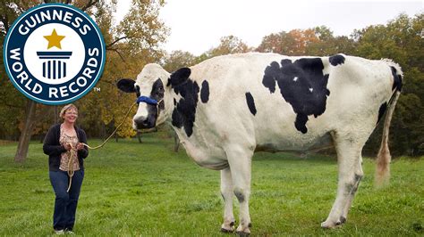 Illinois Cow Is Posthumously Awarded The Guinness World Record For