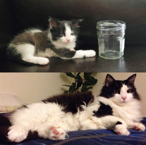 57 Before And After Photos Of Kittens That Will Melt Your Heart Cute