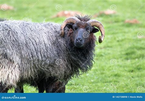 Black Haired Sheep With Long Horns Stock Photo Image Of Shropshire