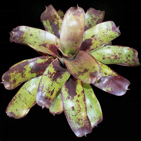 Don ray got to have loving. Neoregelia 'Black and Tan'. I love this one by Ray Coleman ...