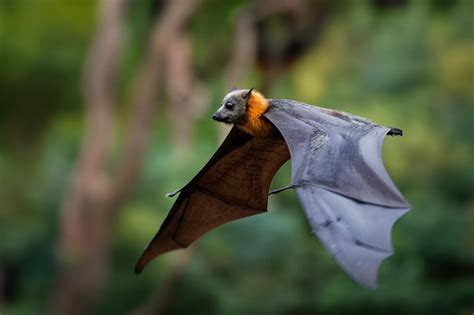 Pteropus Poliocephalus Gray Headed Flying Fox In The Evening