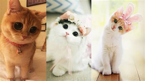 This Cute Kitties Will Absolutely Melt Your Heart Cutest