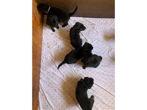 Welcome to pond valley labradors. lab puppies for sale in Marietta, Georgia - Puppies for ...