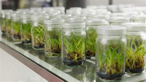 Advantages And Disadvantages Of Plant Tissue Culture Plant Cell