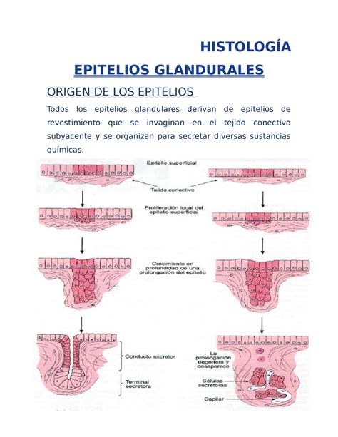 Epitelios glándulares HISTOLOGÍA EPITELIOS GLANDURALES ORIGEN DE LOS