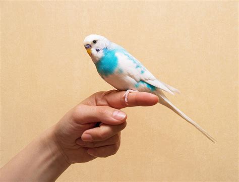 Taming A Budgie Budgies Guide Omlet Uk