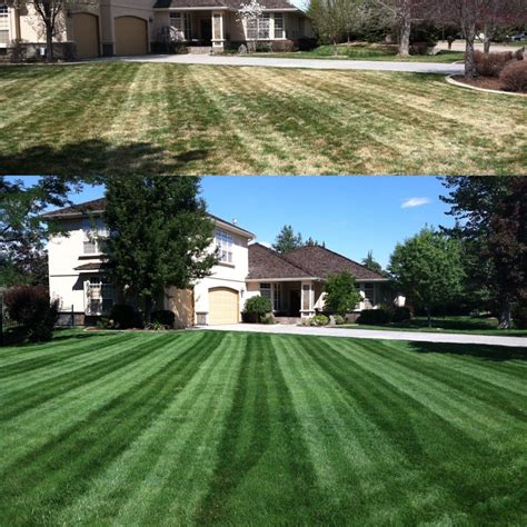 Before And After In 2020 Lawn Care Companies Organic Lawn Landscape