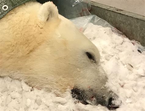 Panic Reaction Says Critic After Polar Bear Was Shot Dead By Police In