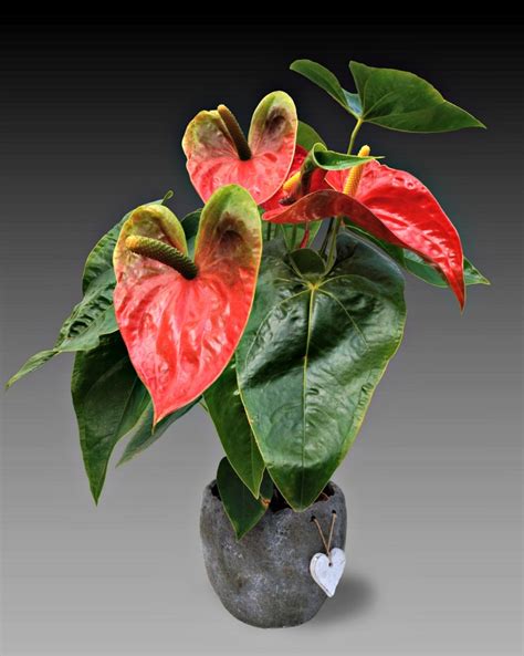 10 Best Indoor Flowering Plants