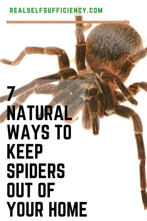 How To Keep Spiders Out Of Your Home Pest Control Pests Flea Prevention