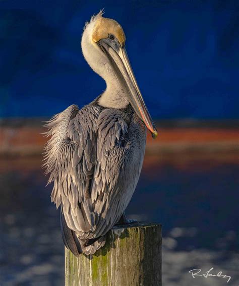 Robert Landry Photography