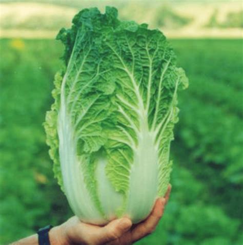 Matilda F1 Wombok Chinese Cabbage Seed Activevista For Market Farm