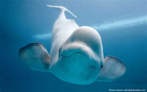ΑΚΑΝΘΟΧΟΙΡΟΣ Ενδιαφέρουσες πληροφορίες για τις φάλαινες Beluga