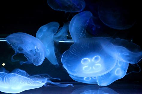 Everything You Need To Know About Keeping Jellyfish As Pets Celestialpets