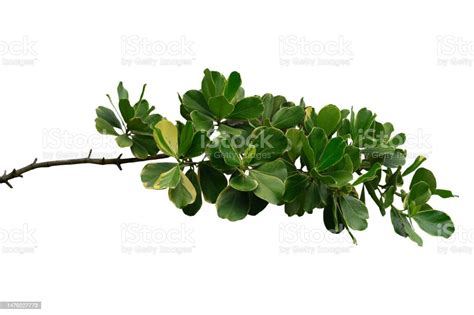 Green Leafy Plant Branches Of Leaves Isolated On White Background Stock