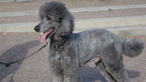 Shaved Poodle What Does A Poodle Look Like Without A Haircut