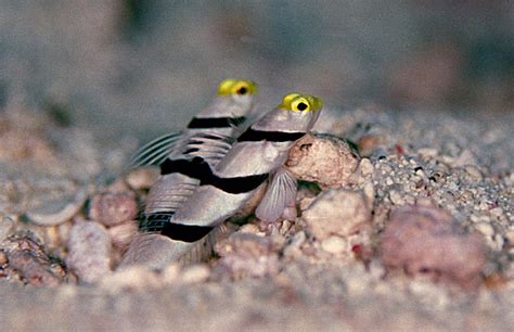 Gobies ~ Aquatic Animals