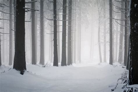 Snow Forest Wallpaper ·① Wallpapertag