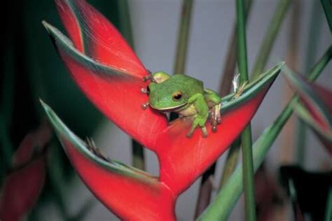 UNESCO World Heritage Centre Document Wet Tropics Of Queensland Green Tree Frog