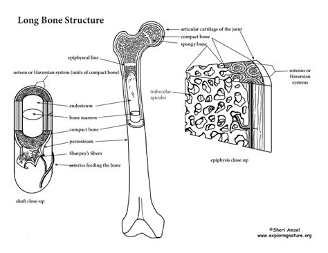 Long Bone Labeled Epiphysis Label A Long Bone