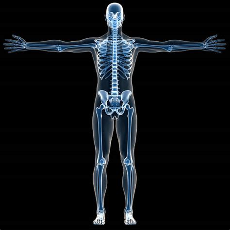 List 102 Pictures Full Body X Ray Pictures Excellent