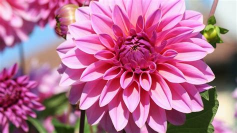 Dalia Pink Flower Widescreen Hd Resolution 1920x1200