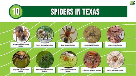 10 Spiders In Texas A Z Animals