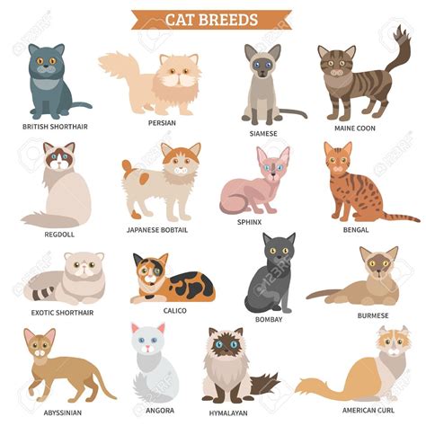 Cat Breeds List Pets Lovers