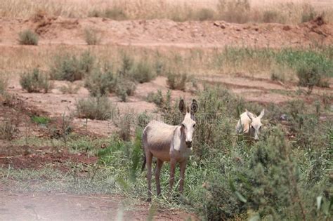 Donkey In The Desert Of Aswan Stock Image Image Of Safari Steppe