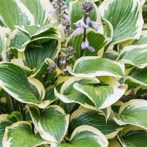 Shiny thick leathery dark green foliage. Szkółka Bylin Dobrepole - Hosta "Sharmon" - funkia ogrodowa