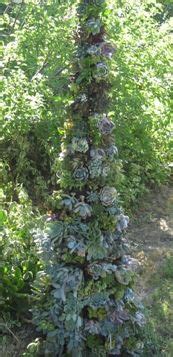 They can live a long time, and even get passed down through grow your christmas cactus in a well drained soil mix, rich in organic matter. INVERT A TOMATO CAGE in a pot, cover it with chicken wire ...