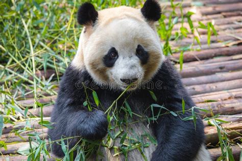 Giant Panda Eating Bamboo Lying Down On Wood In Chengdu Sichuan