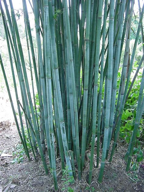 BChungii1.JPG | Clumping bamboo, Bamboo plants, Bamboo roots