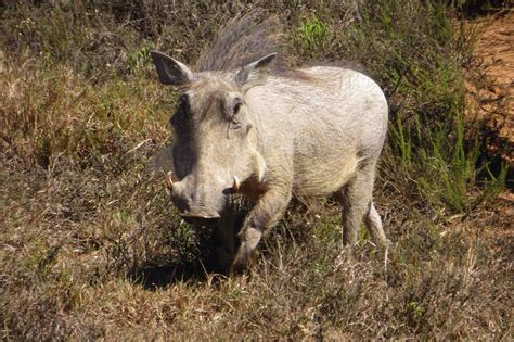 35 anni dopo il luogo del disastro di anche gli animali malgrado le forti radiazioni hanno ripreso a vivere nei territori circostanti la centrale. I cinghiali radioattivi non ci fanno paura - Wired