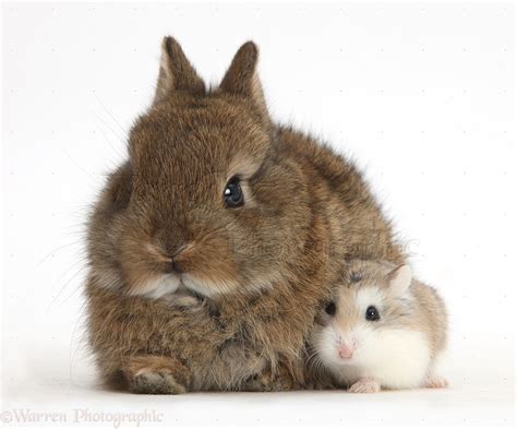 Cute Baby Bunny And Roborovski Hamster Photo Wp40017