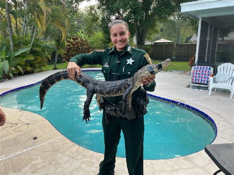 Local Cop Safely Rescues Alligator Enjoying A Dip In The Pool Of