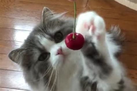 Cherries are a tasty treat that becomes even more delectable when baked into a pie. Can Cats Eat Cherries? - FreakyPet