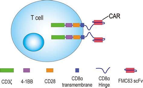 Third Generation CD BB Chimeric Antigen Receptor T Cells For