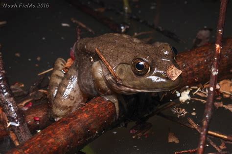 Bullfrog Lithobates Catesbeianus Flickr