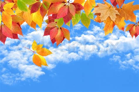 Autumn Leaves Against The Sky Stock Photo Colourbox