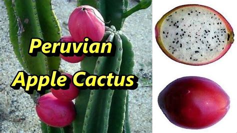 No san pedro id requests, too often they result in poaching or stealing of cacti. Peruvian Apple Cactus - YouTube