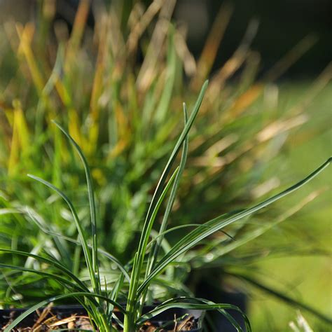 Die regenwassernutzung im privaten haushalt ist sehr vielfältig. Seslaria varia Pflanze im Topf | Blaugras | Hof Berg-Garten