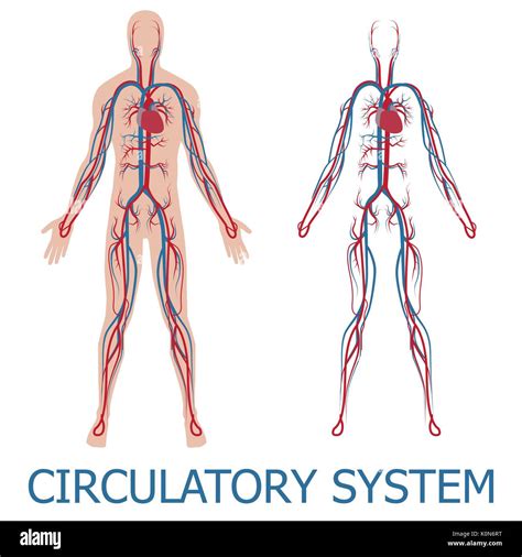 Sistema Circulatorio Humano Ilustración Vectorial De La Circulación De