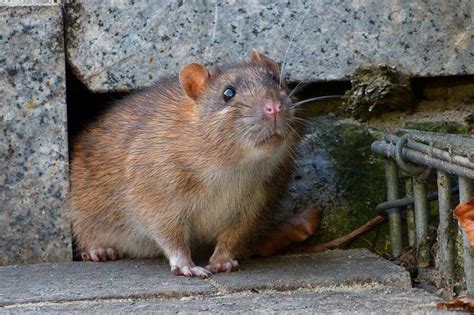 Bad Säckingen Geht Mit Intelligenten Köderboxen Gegen Ratten Vor Bad