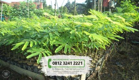 Gambar kandang ayam dengan besi holo dan baja ringan simple dengan atap spandek. pozie: Gambar Daun Pohon Johar