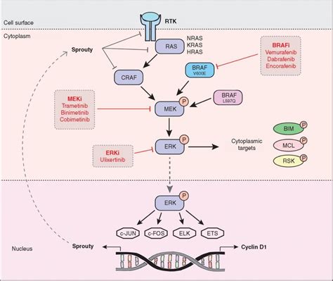 mapk pathway in cancer what s new in treatment cancer commons