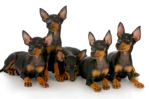 Manchester Terrier Toy Dog Breed Information American