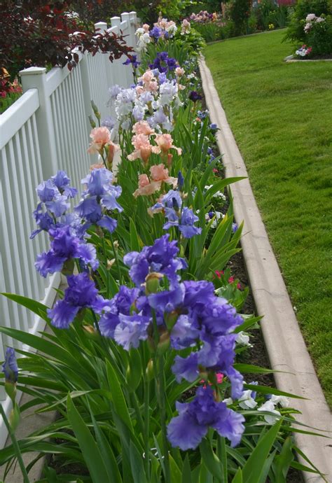 Using Tall Bearded Iris In Your Landscape Sowing The Seeds